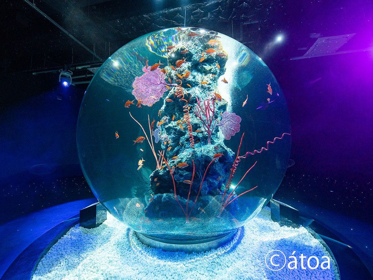 アクアリウムとアートが融合した新感覚の都市型水族館【atoa（アトア）】入場券付プラン（朝食付）