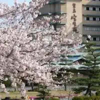 春は当館の敷地内の桜が満開になります。