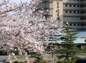 春は当館の敷地内の桜が満開になります。