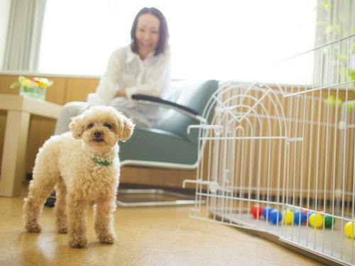 愛犬と一緒に高原リゾートステイを満喫。