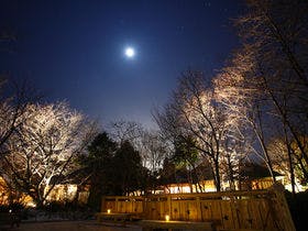 温泉山荘だいこんの花 1枚目