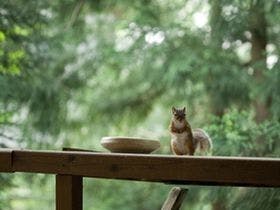温泉山荘だいこんの花 2枚目