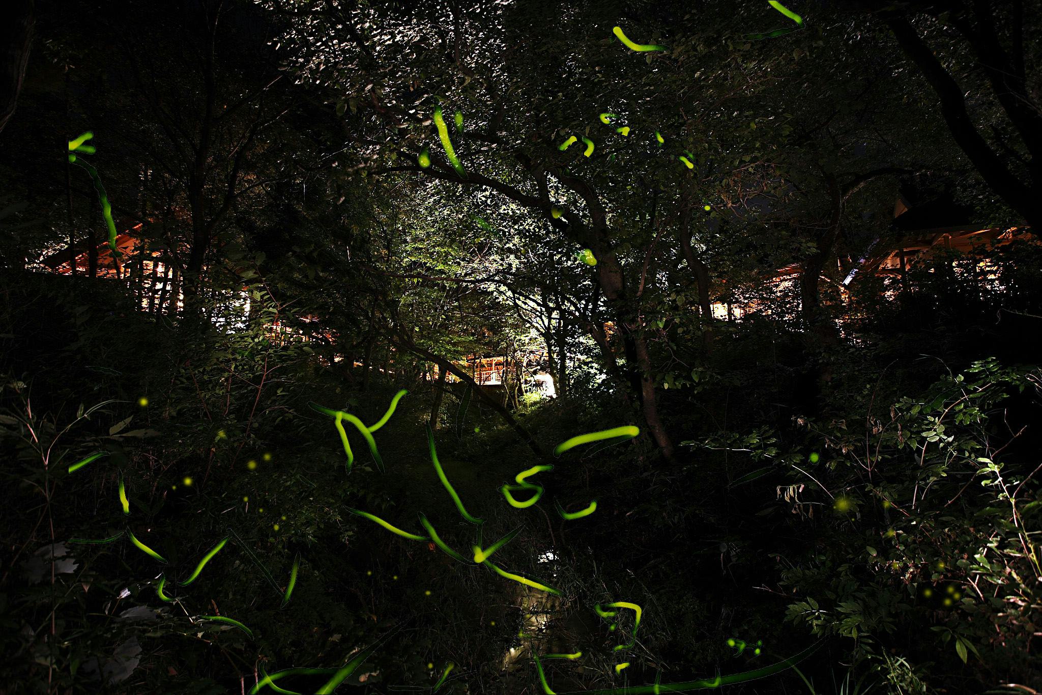 温泉山荘だいこんの花