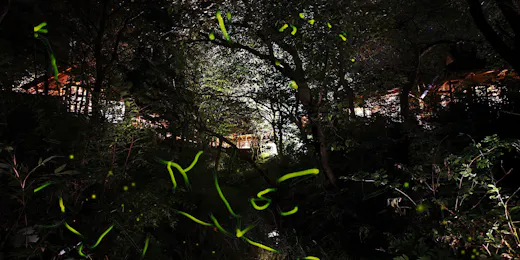 温泉山荘だいこんの花