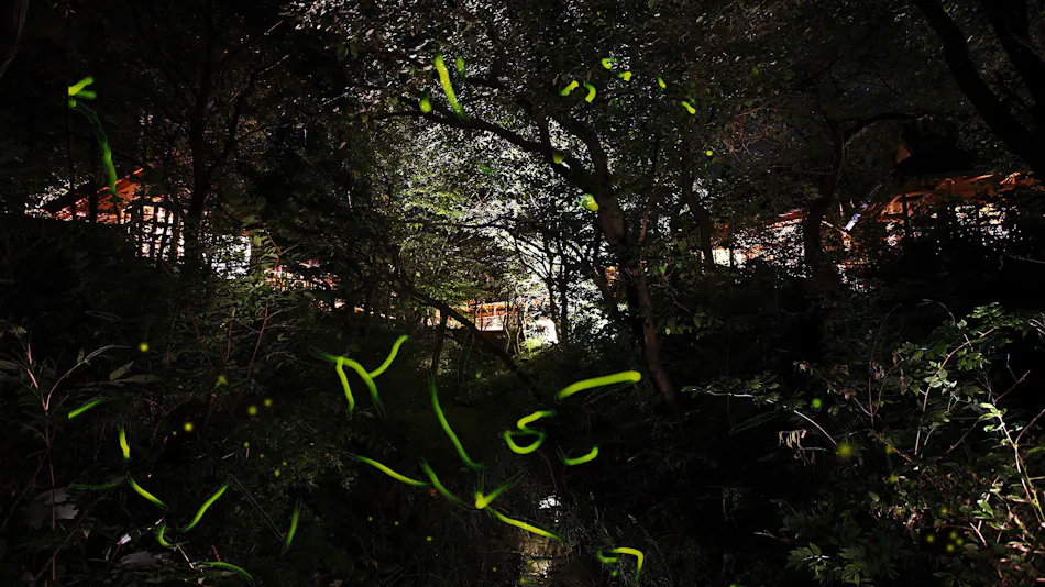 Onsen Sansou Daikon no Hana