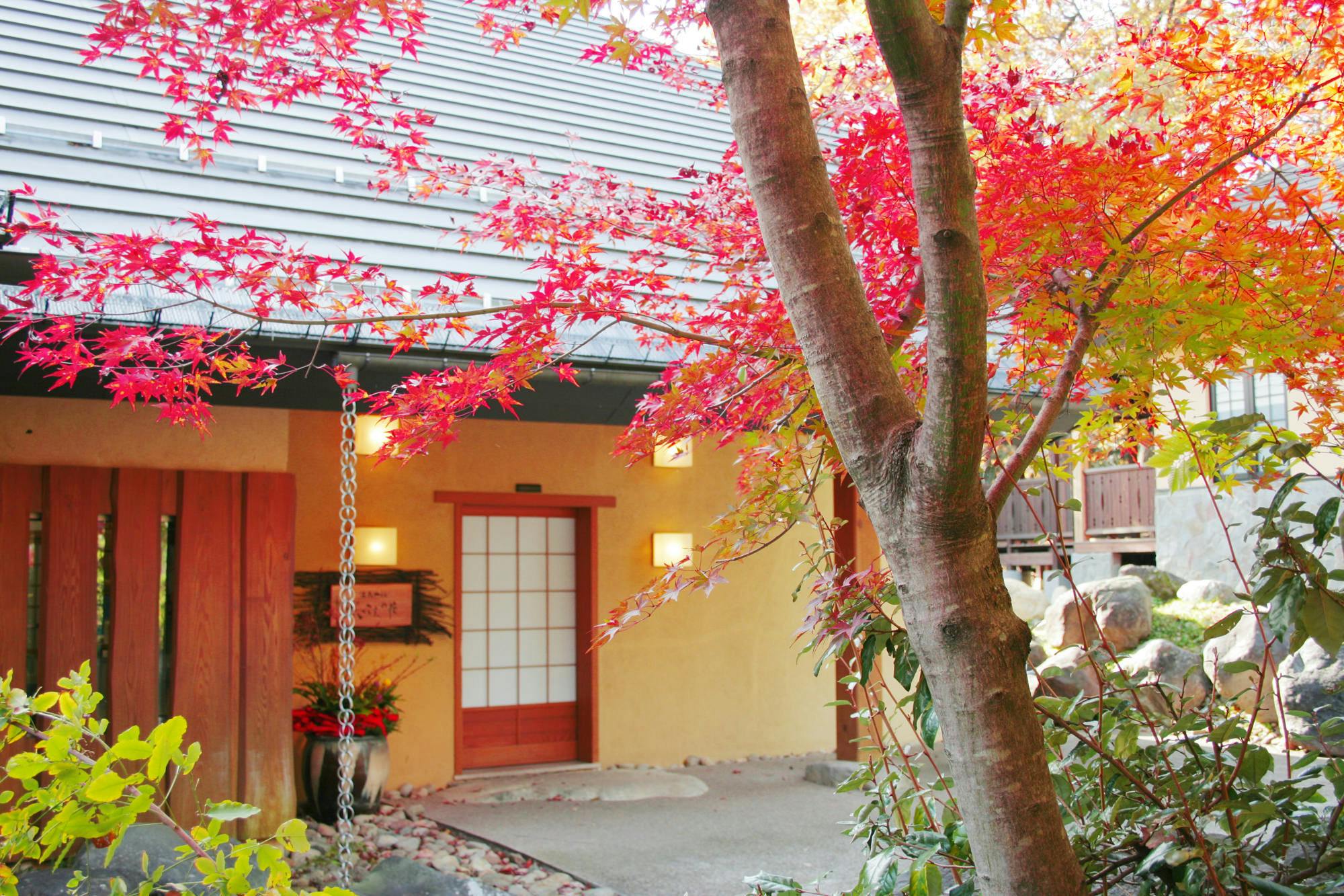 温泉山荘だいこんの花