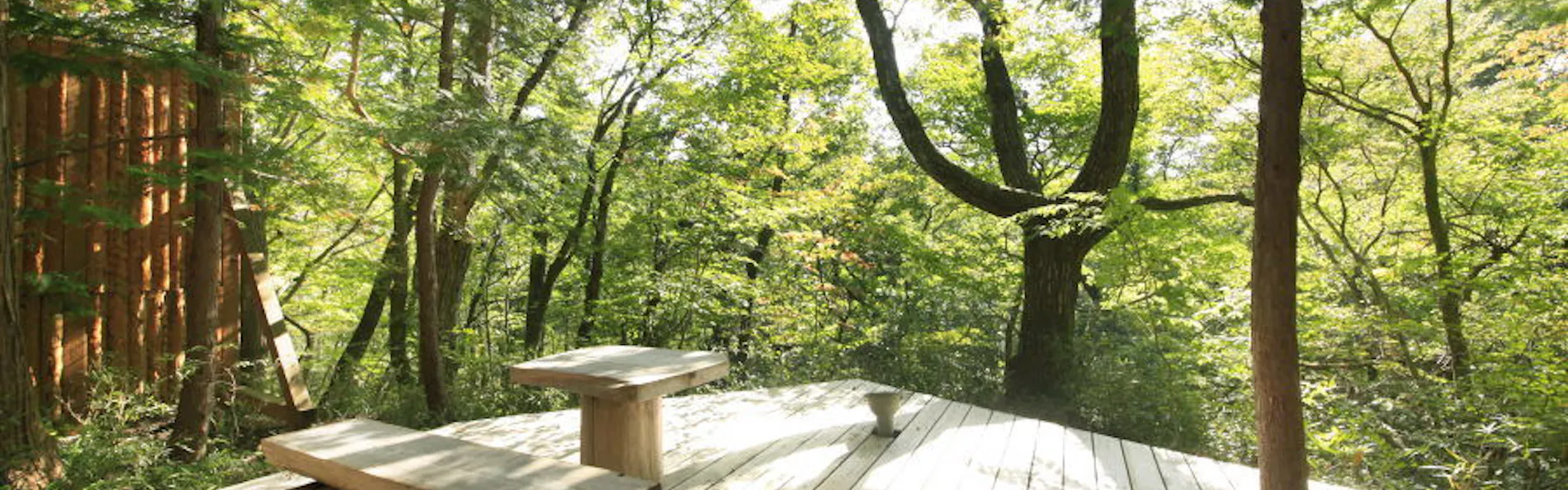 温泉山荘だいこんの花