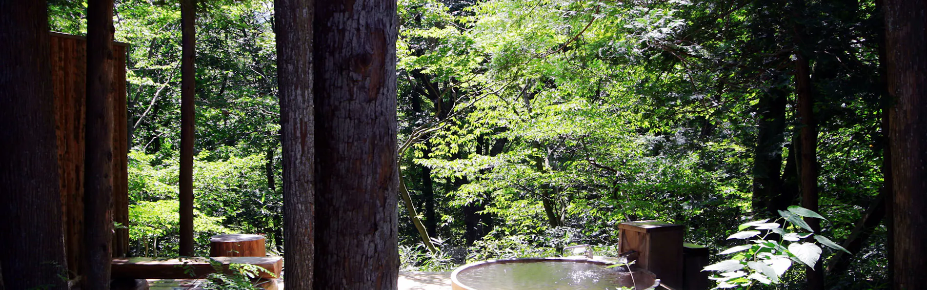 温泉山荘だいこんの花