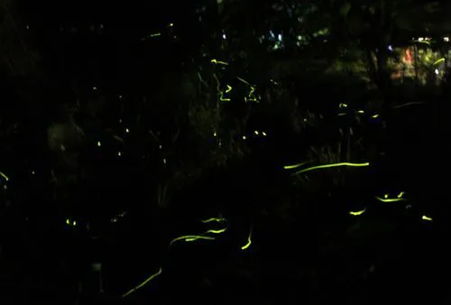 ค่ำคืนของหิ่งห้อย