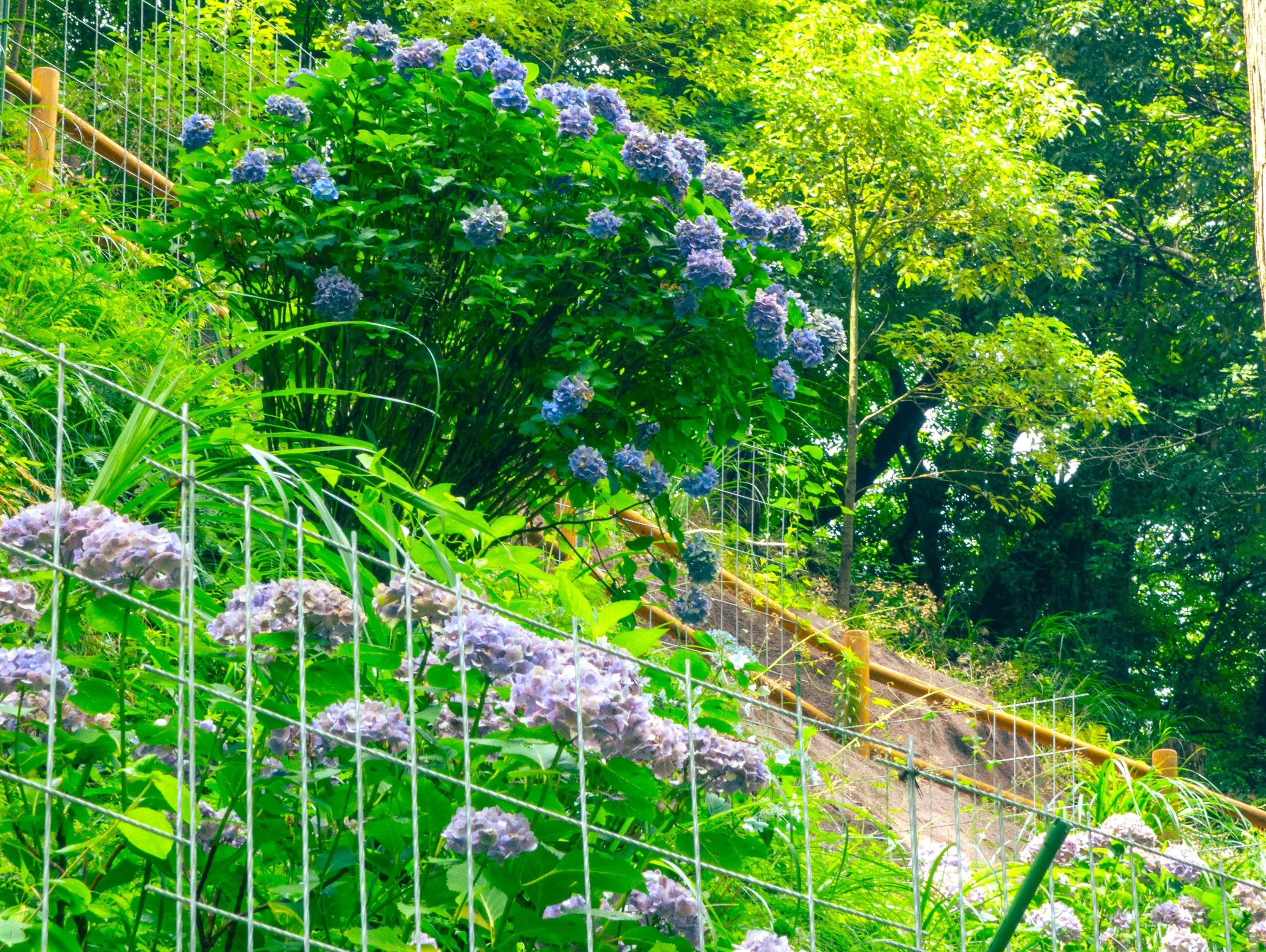 ชูเซ็นจิ อาจิไซ