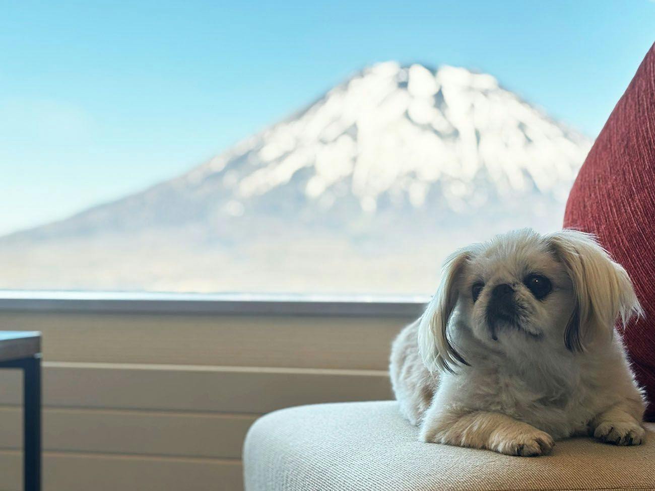 【愛犬と一緒！朝食付】ドッグフレンドリープラン
