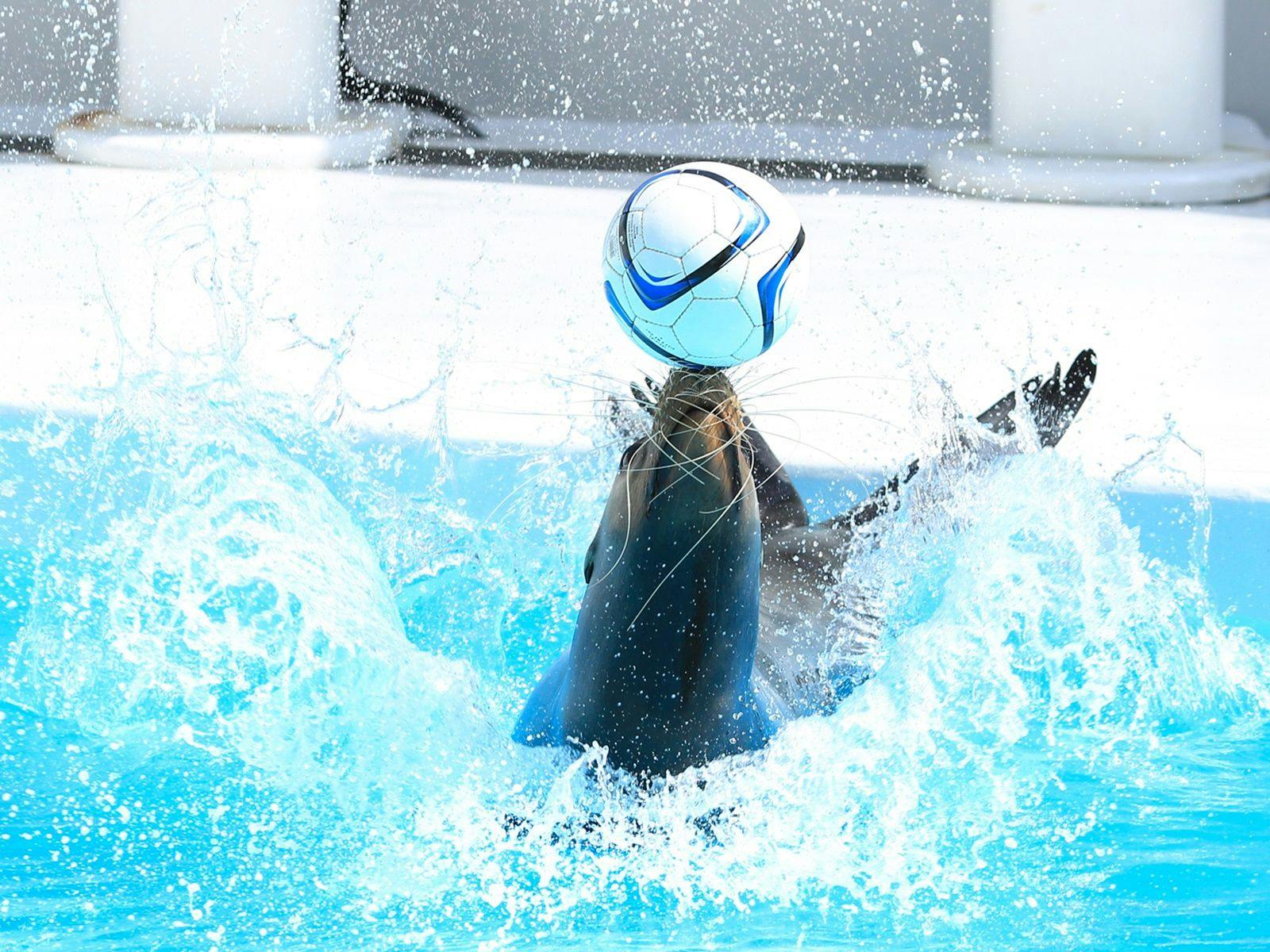 鴨川シーワールド(アシカ)