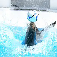 鴨川シーワールド(アシカ)