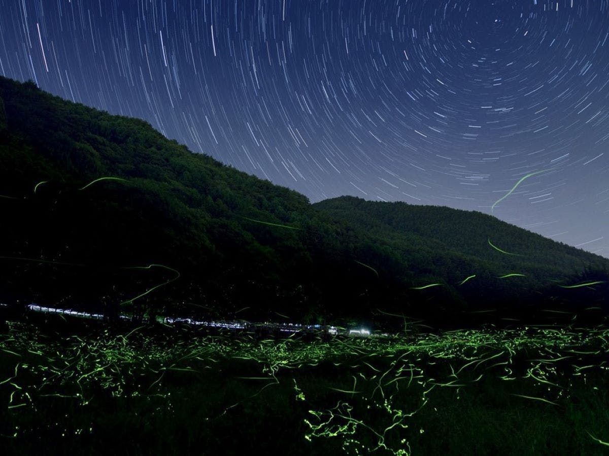 Kunang-kunang di Lembah Matsuo, Kota Tatsuno ＜Gambar＞
