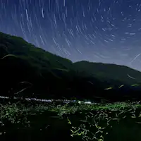 Kunang-kunang di Lembah Matsuo, Kota Tatsuno <Gambar>