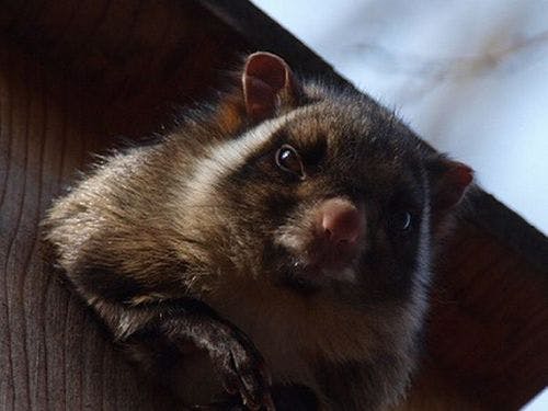 空飛ぶムササビウォッチング