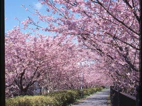 今井浜温泉　桐のかほり　咲楽（さくら）