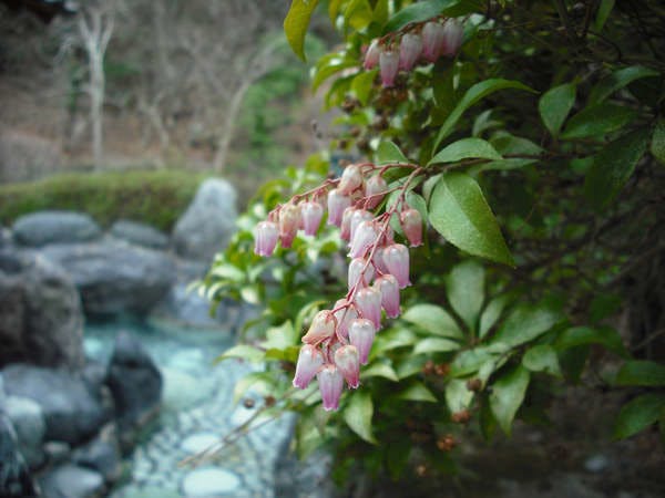温泉三昧の宿　四万たむら