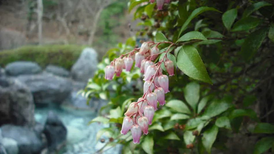 Shima Tamura: A Hot Spring Paradise Inn