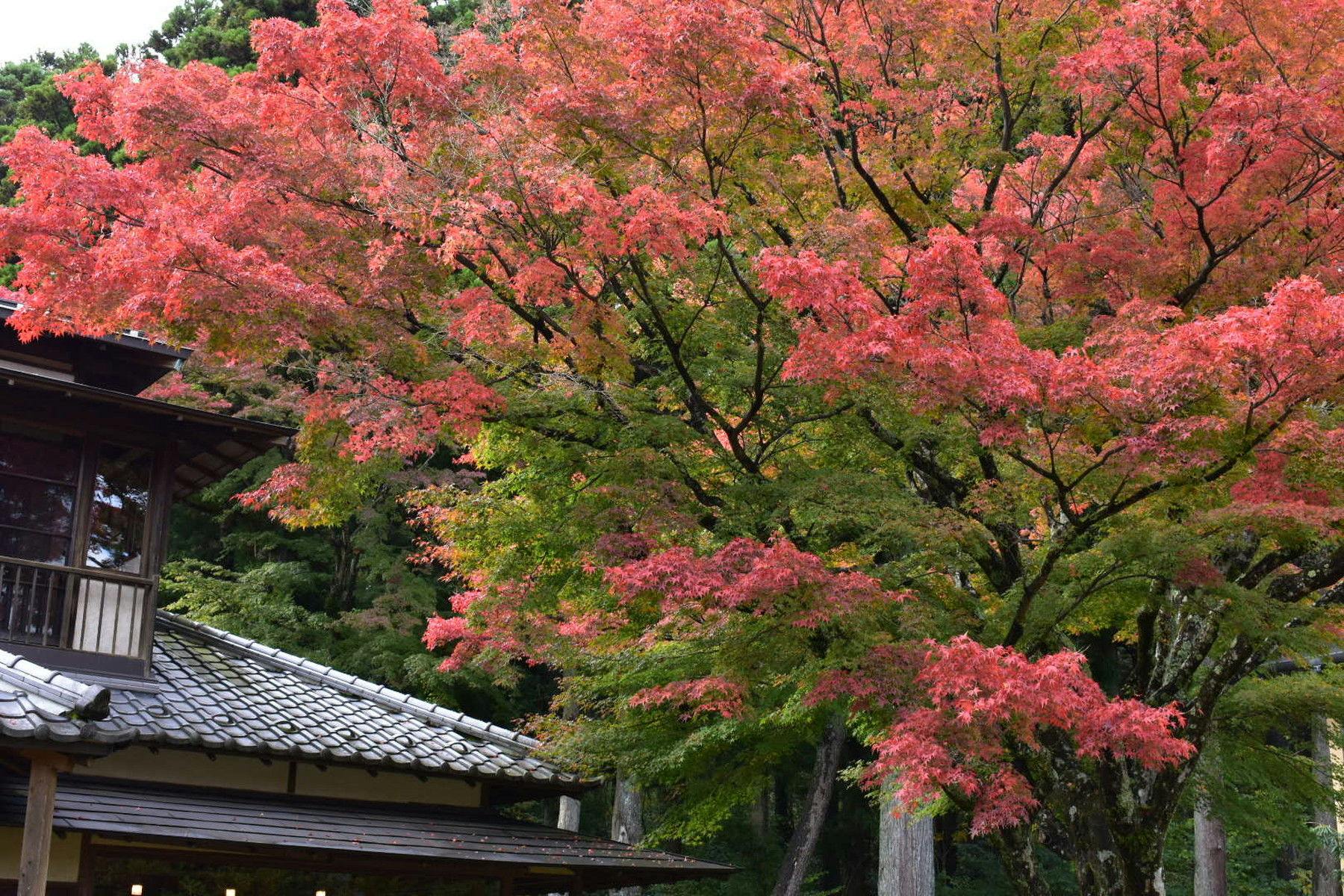 箱根・翠松園