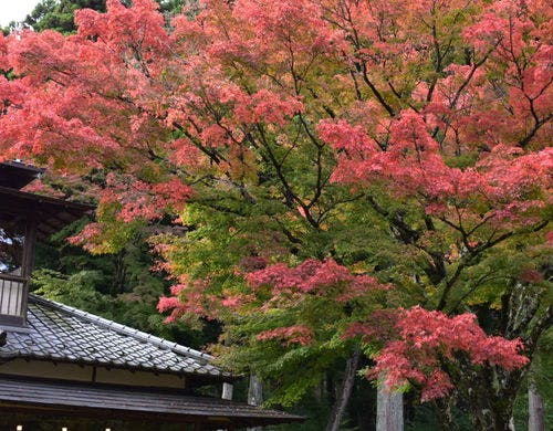 翠松園 中庭 秋の風景