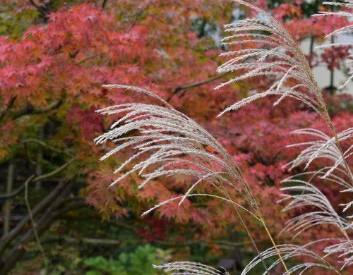 翠松園 中庭 秋の風景