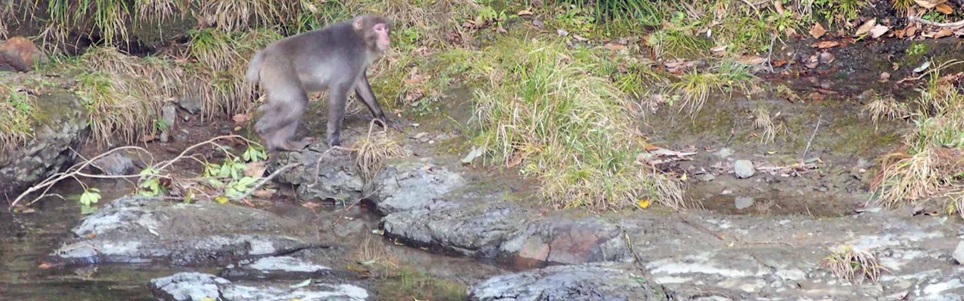 北郷 音色香の季 合歓のはな