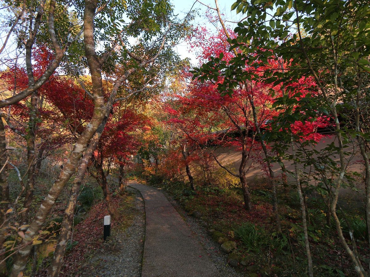 北郷　音色香の季　合歓のはな