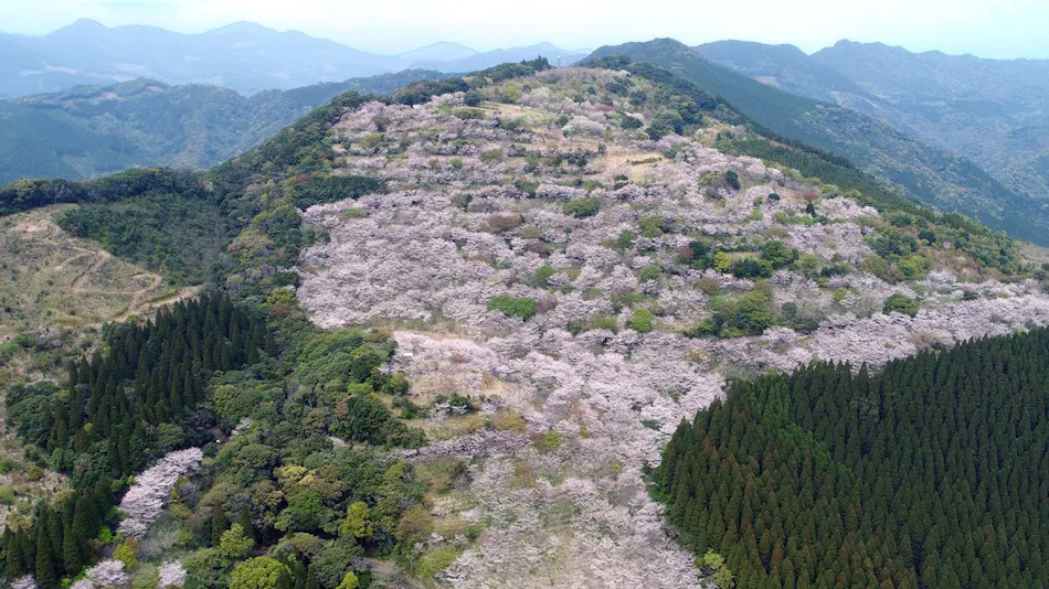 Kitago Neiroka no Toki Nemunohana