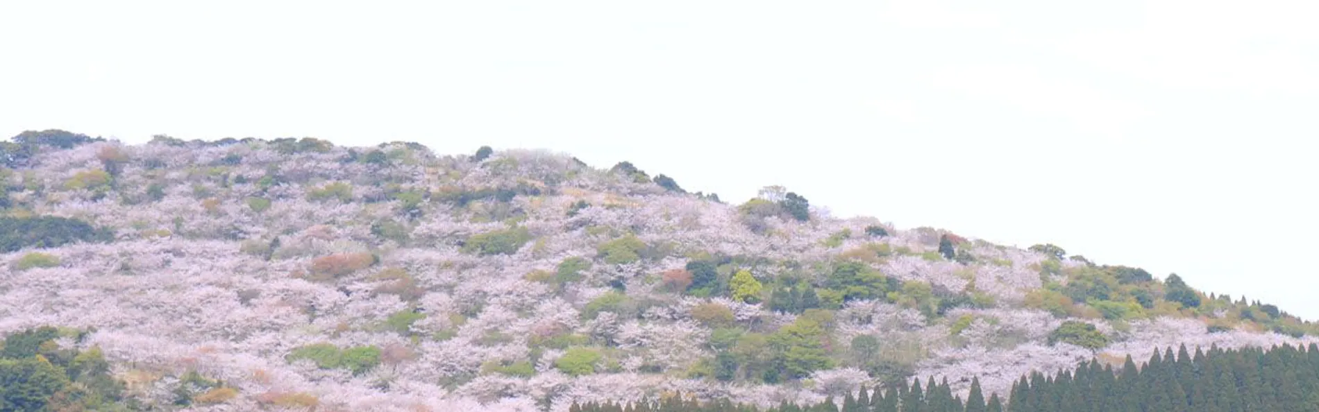 北郷 音色香の季 合歓のはな