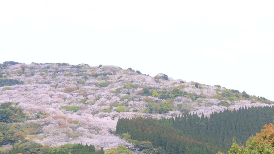 Kitago Neiroka no Toki Nemunohana