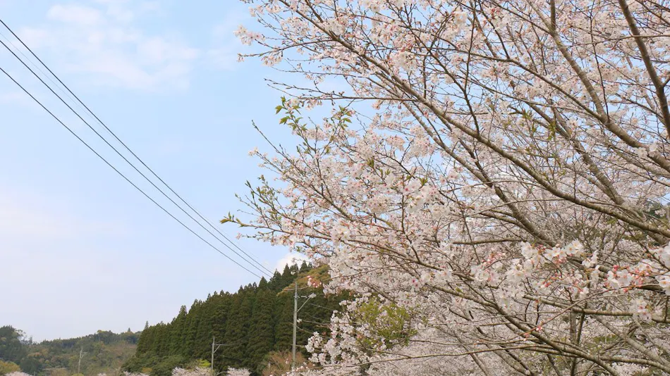 Kitago Neiroka no Toki Nemunohana