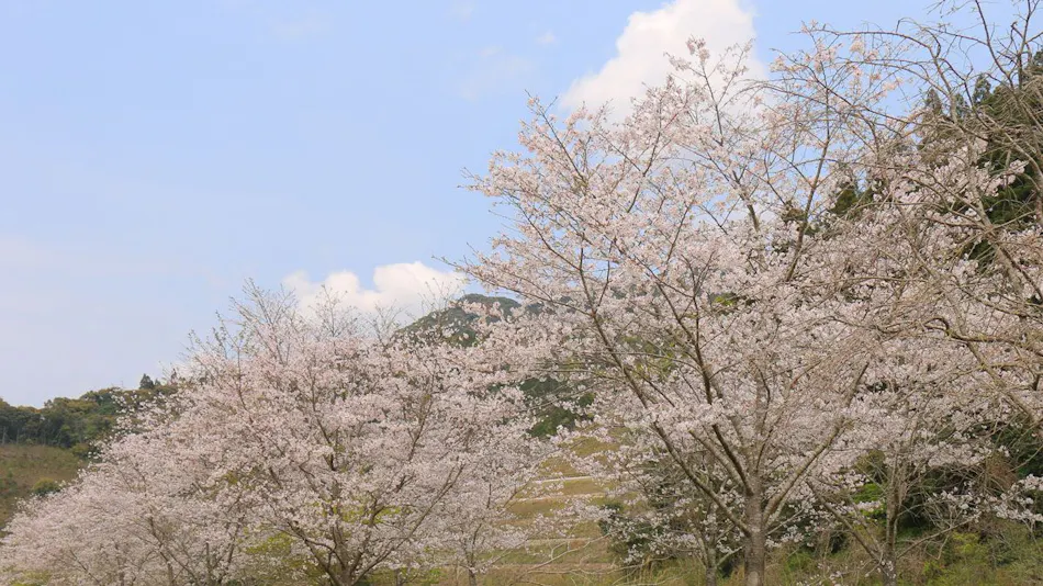 Kitago Neiroka no Toki Nemunohana