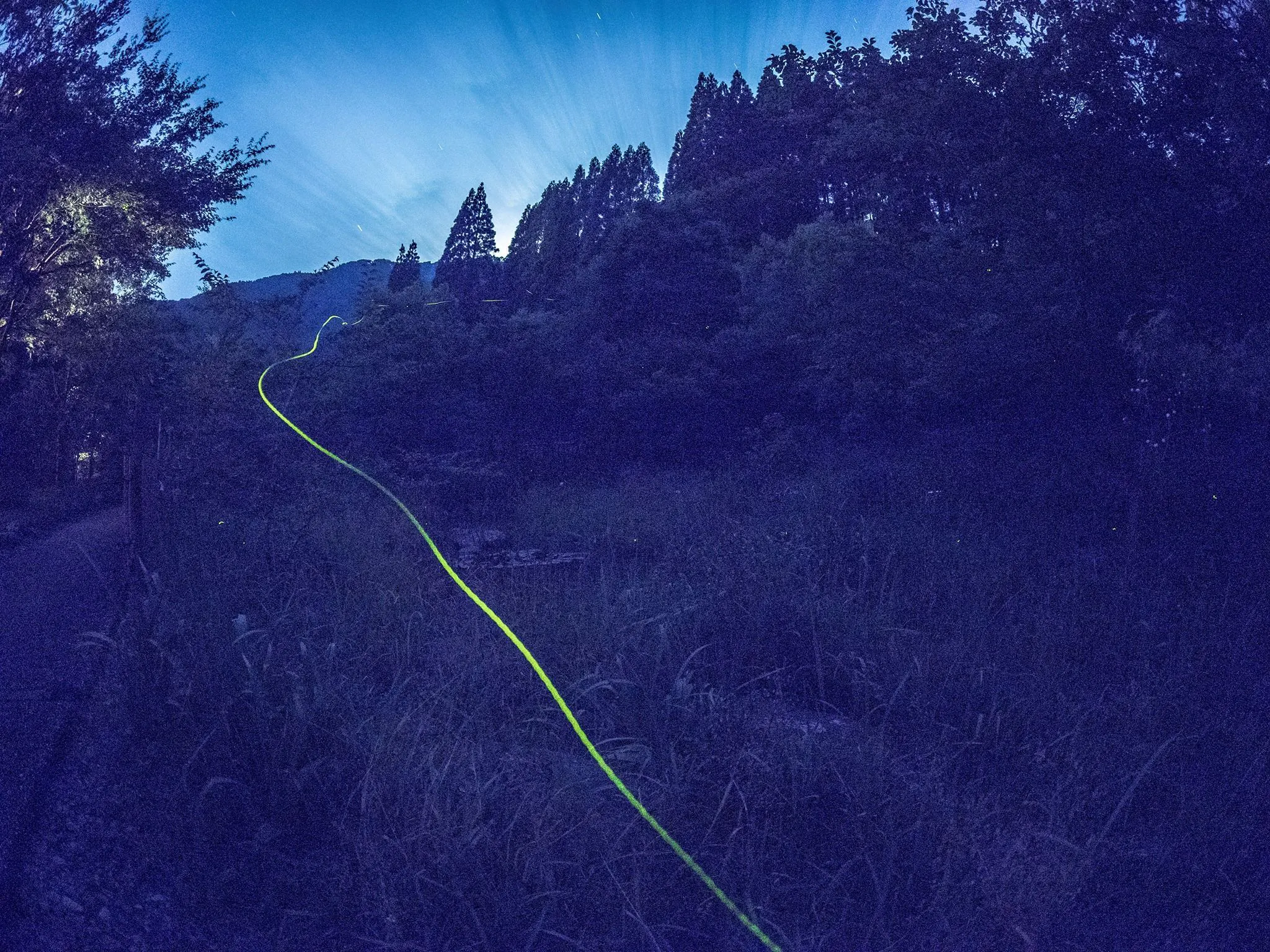 Kitago Neiroka no Toki Nemunohana - 【合欢之花推荐・萤火虫之旅5/7~6/30|1晚2餐】蓝花楹与萤火虫共 ...