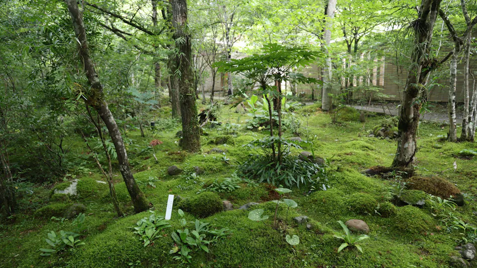 Kitago Neiroka no Toki Nemunohana