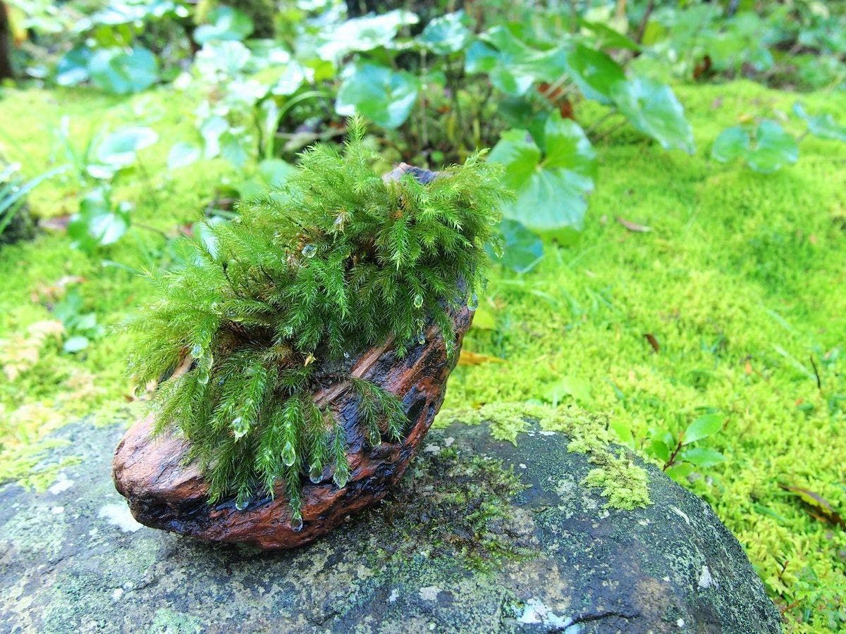 北郷　音色香の季　合歓のはな