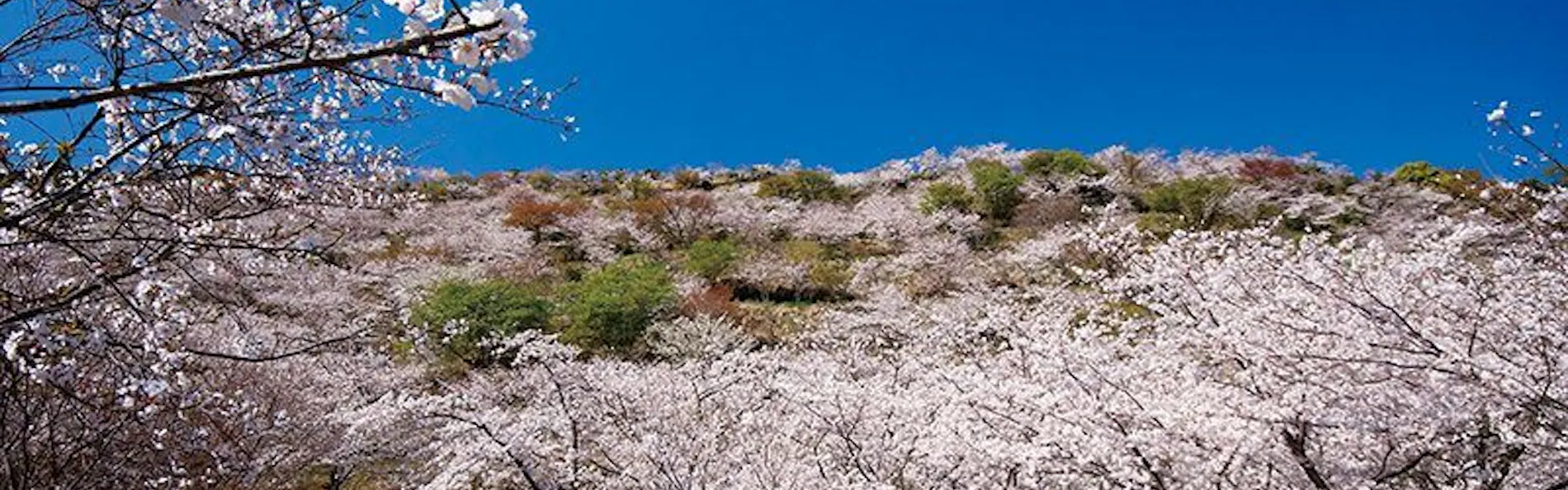 北郷 音色香の季 合歓のはな
