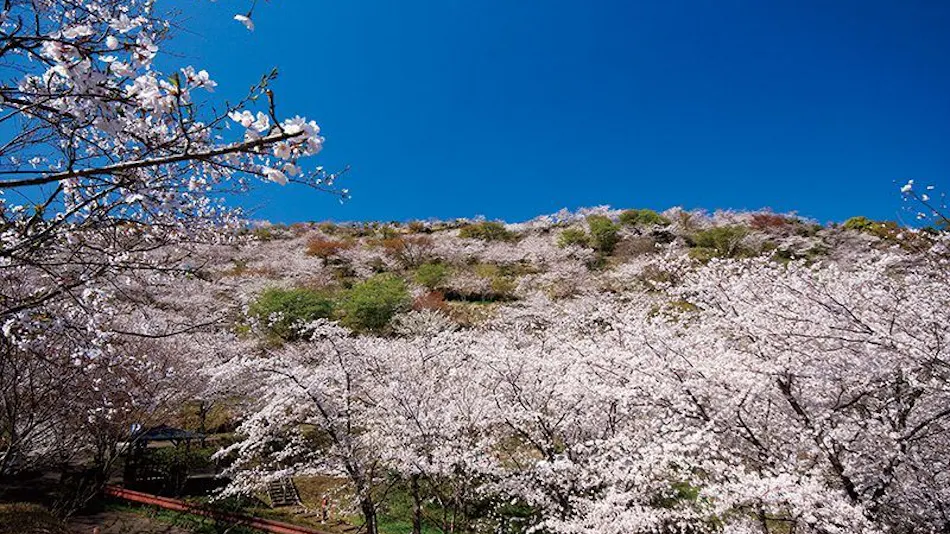 Kitago Neiroka no Toki Nemunohana