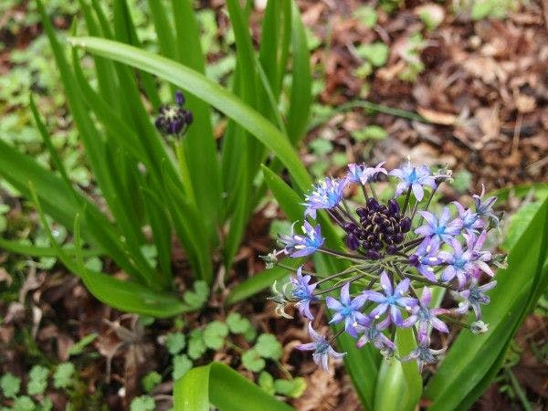 北郷　音色香の季　合歓のはな