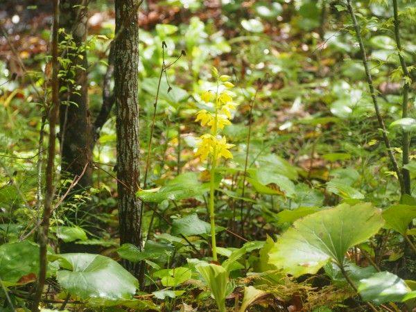 北郷　音色香の季　合歓のはな