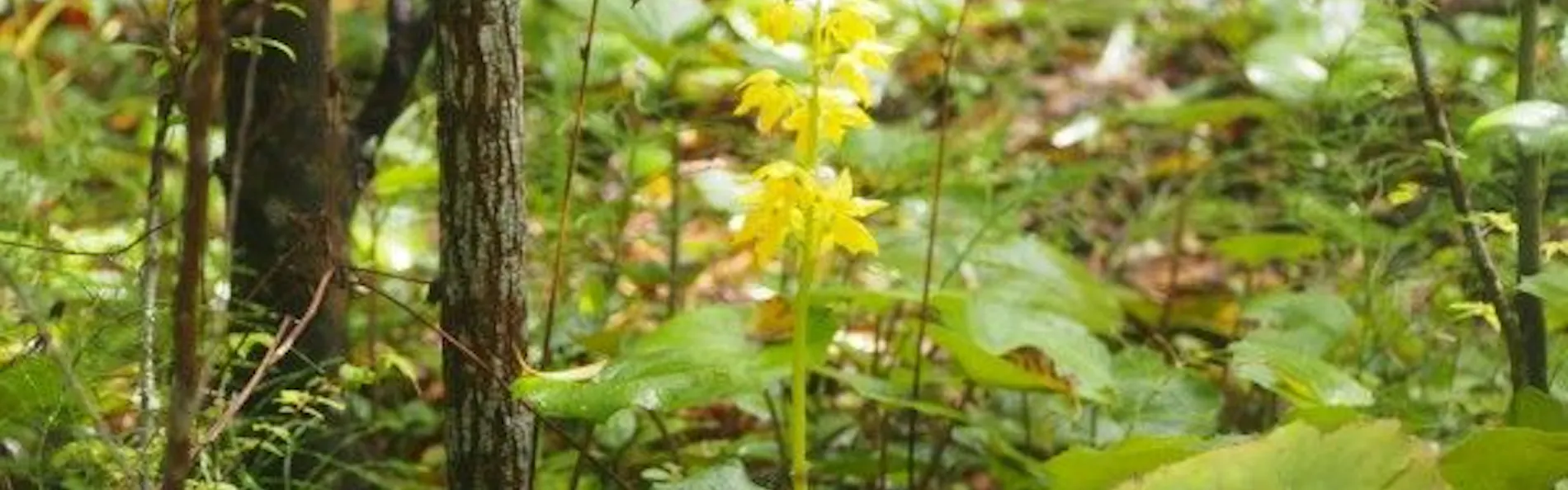 北郷 音色香の季 合歓のはな