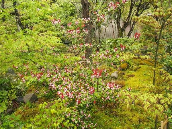 北郷　音色香の季　合歓のはな