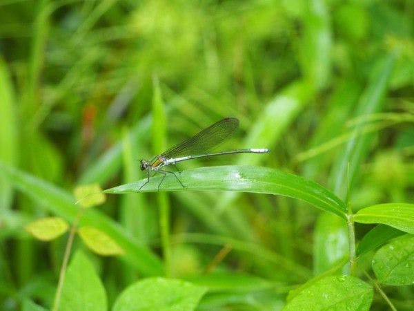 北郷　音色香の季　合歓のはな