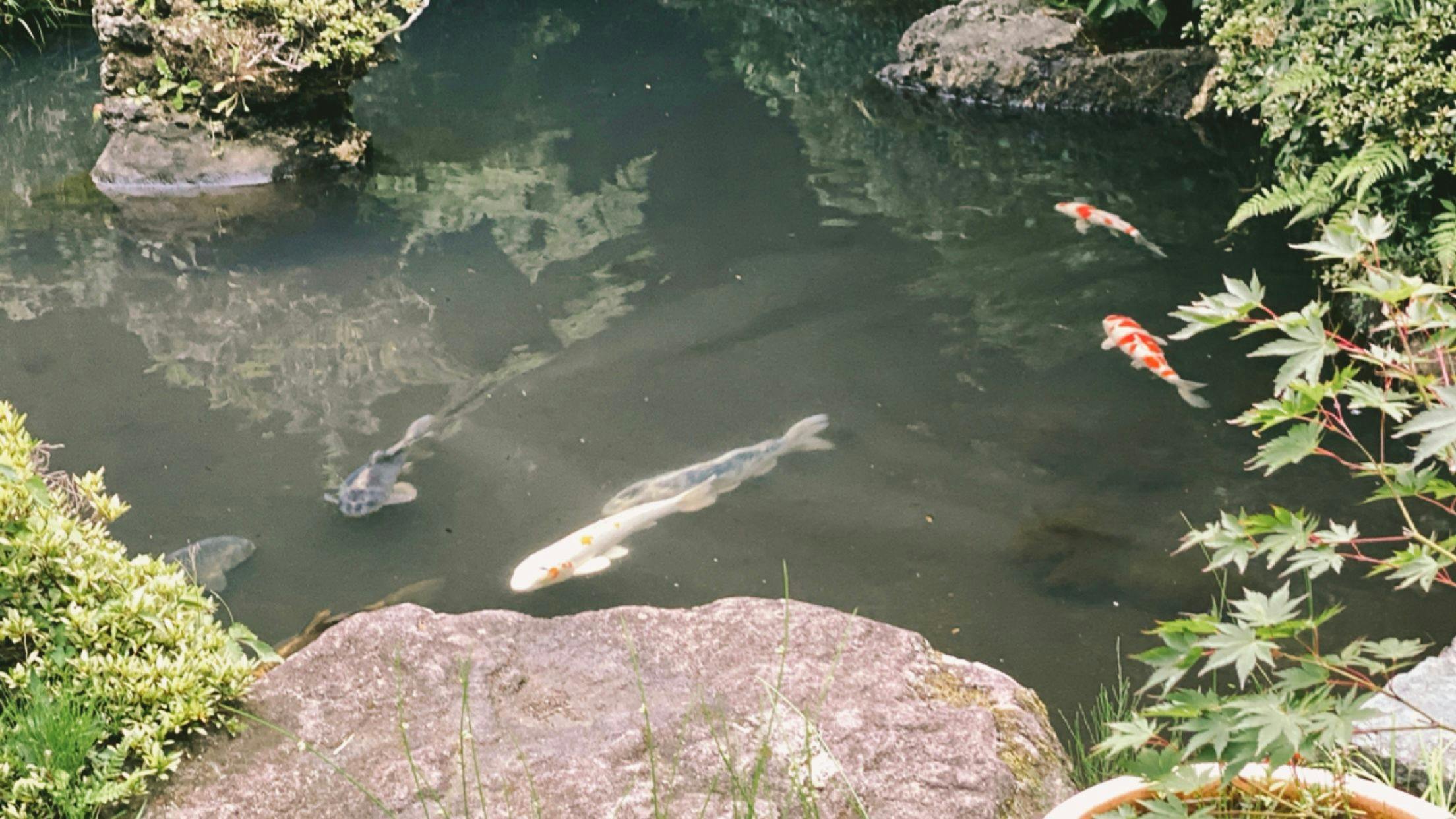 高志の宿　高島屋
