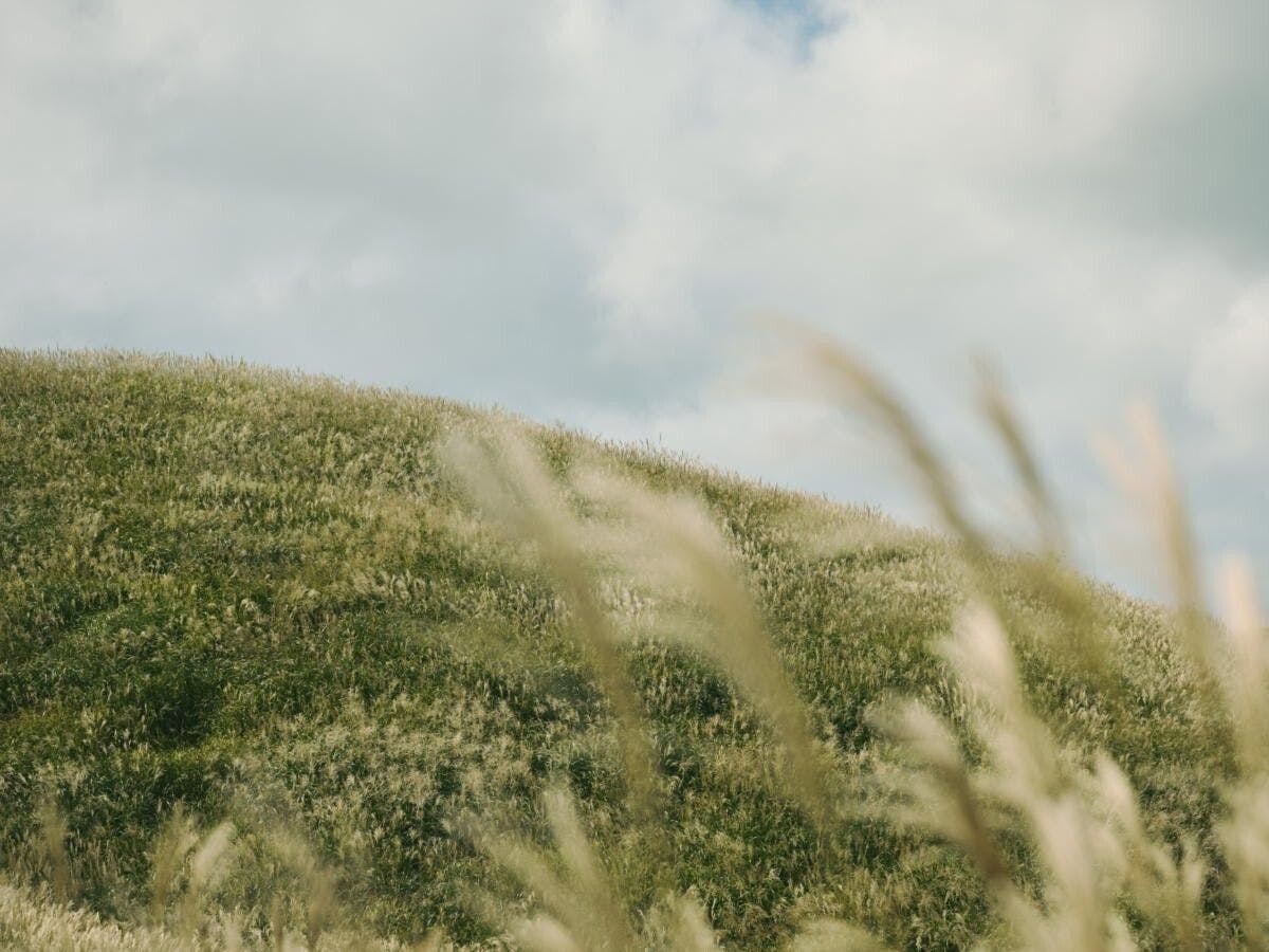 ทุ่งหญ้าซุซูกิ เซ็นโกคุฮาระ