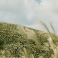 ทุ่งหญ้าซุซูกิ เซ็นโกคุฮาระ