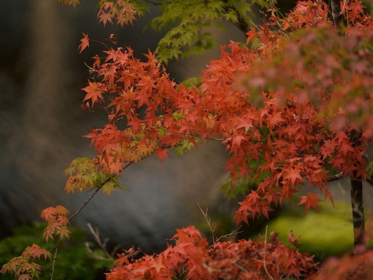 箱根翡翠