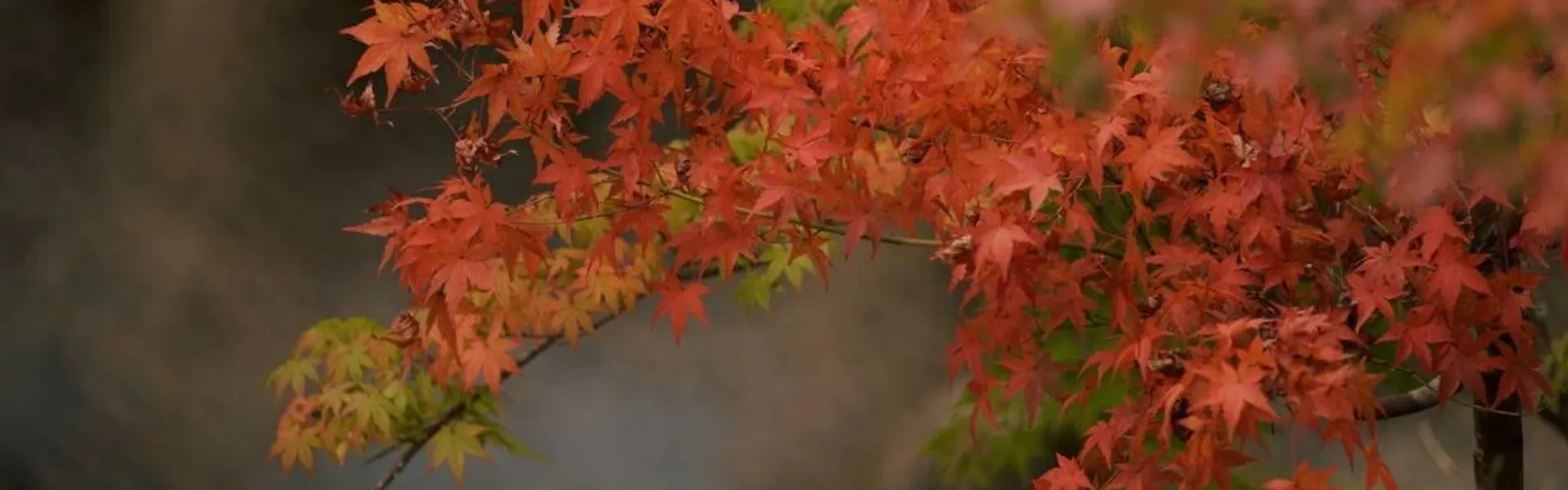 箱根翡翠