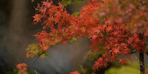 箱根翡翠