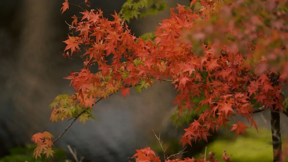 Hakone Hisui